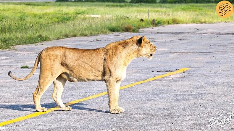 (ویدئو) لحظه دیدار مجدد توله شیرهای گم شده با مادرشان